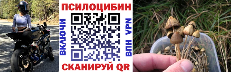 Купить закладки  Багратионовск  Псилоцибиновые грибы GOLDEN TEACHER 